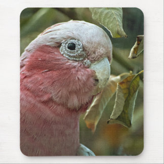 Mousepad Retrato de Ave Australiana Galah Cockatoo Rosa