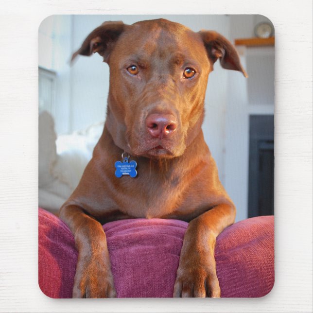 Mousepad Retrato de Cachorro Misturado com Pit de Chocolate (Frente)