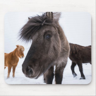 Mousepad Retrato de cavalo islandês, Islândia