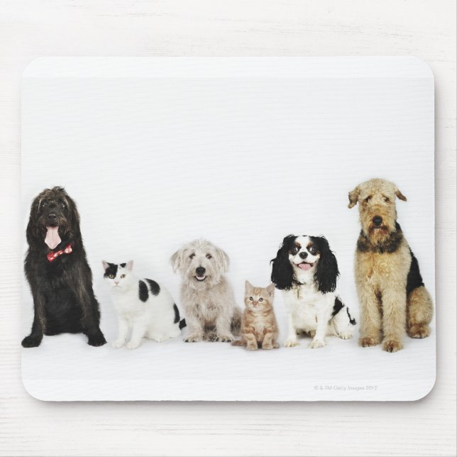 Mousepad Retrato de gatos e cães sentados juntos (Frente)