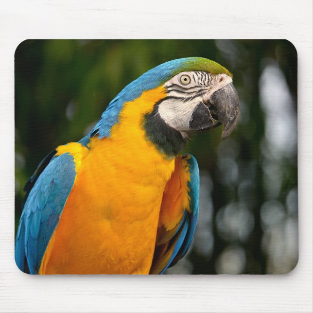 Mousepad Retrato de gelbbrustara macaw postcard sti quadrad (Frente)