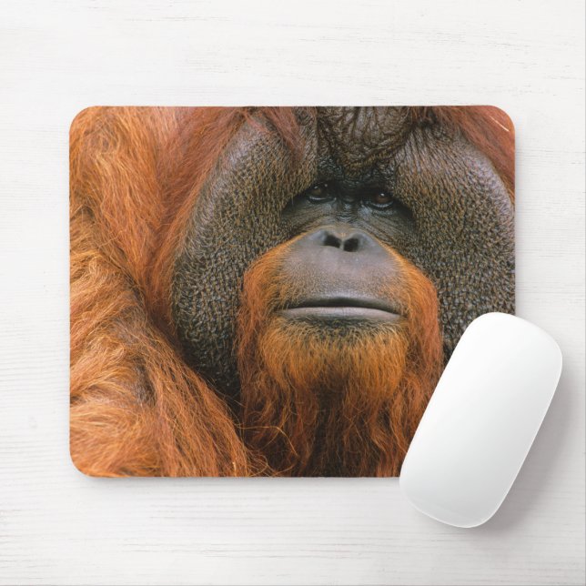 Mousepad Retrato de Orangutango macho, Geórgia, EUA (Com mouse)
