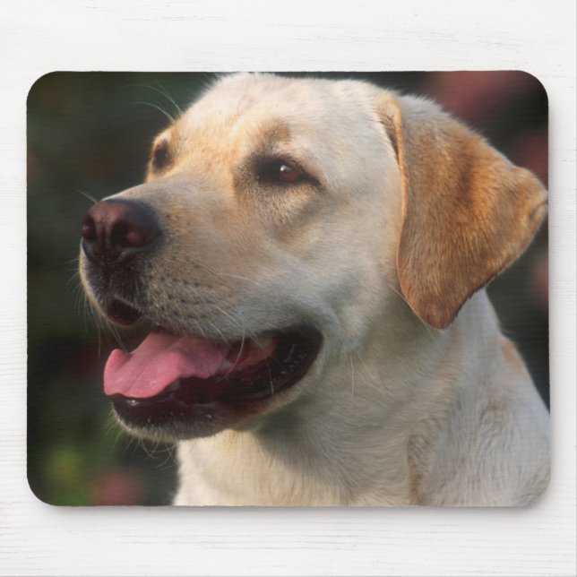 Mousepad Retrato de Retriever de Labrador, Hilton (Frente)