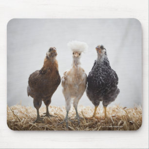 Mousepad Retrato de três galinhas do animal de estimação