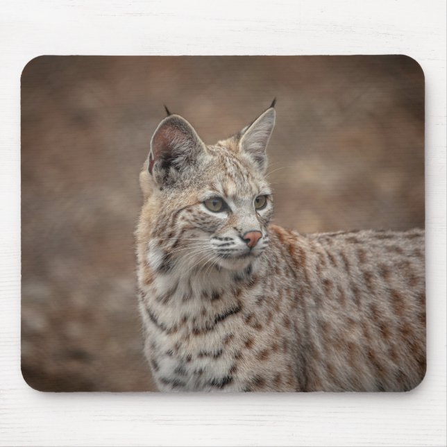 Mousepad Retrato de um Bobcat (Frente)