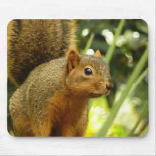 Mousepad Retrato de um Esquilo Fotografia Animal