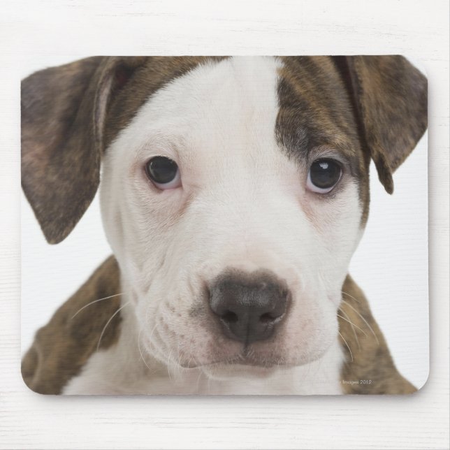 Mousepad Retrato de um filhote pitbull (Frente)