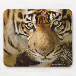 Mousepad Retrato de um tigre
