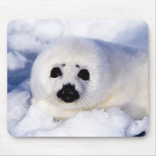 Mousepad Retrato de uma Pup Harp Seal
