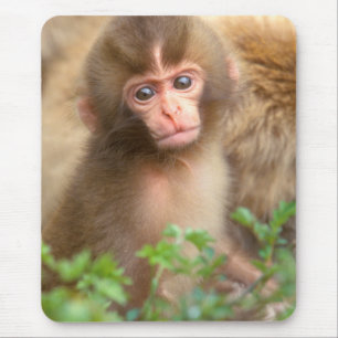 Mousepad Retrato do Bebê Macaco da Neve