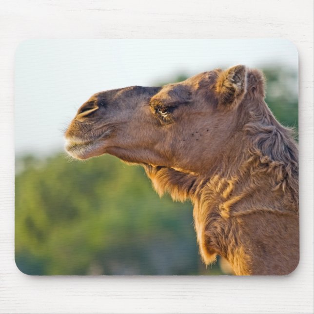 Mousepad Retrato do camelo (Frente)