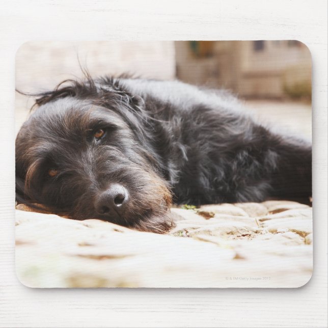 Mousepad retrato do cão negro deitado no quintal (Frente)