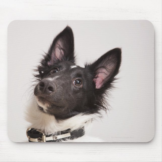 Mousepad Retrato do cão-pastor preto-e-branco (Frente)