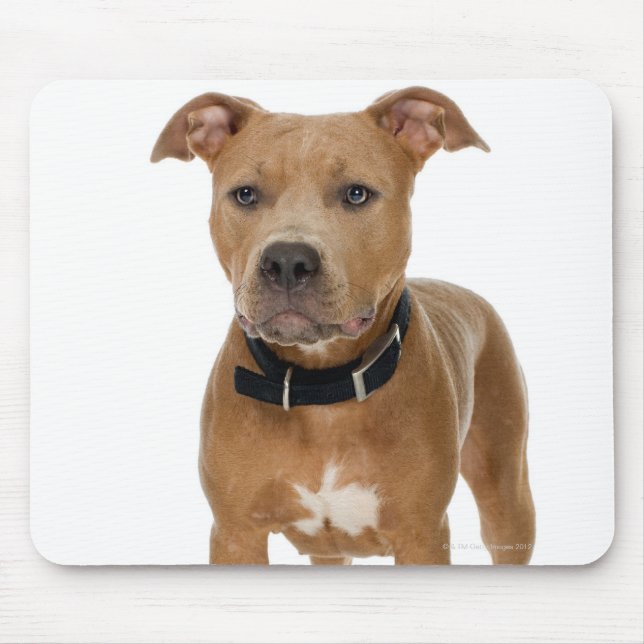 Mousepad Retrato do estúdio do cachorrinho americano (Frente)