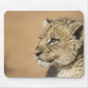 Mousepad Retrato do filhote de leão (Panthera Leo), Namíb