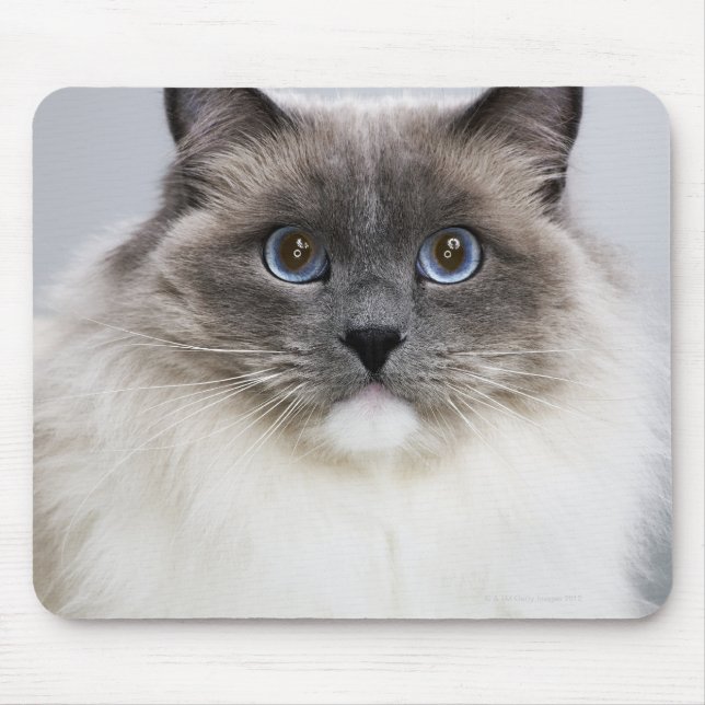Mousepad Retrato do gato Ragdoll (Frente)