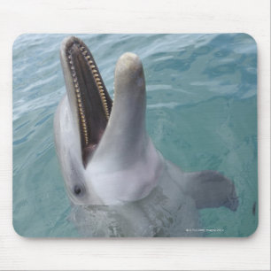 Mousepad Retrato do Golfinho-do-garganta comum, Caribe