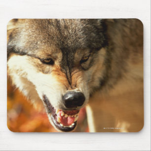 Mousepad Retrato do lobo que rosna