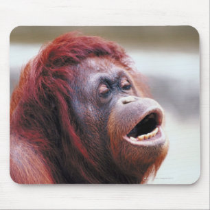 Mousepad Retrato do orangotango