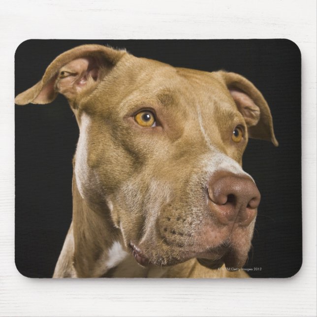 Mousepad Retrato do pitbull do nariz vermelho com preto (Frente)