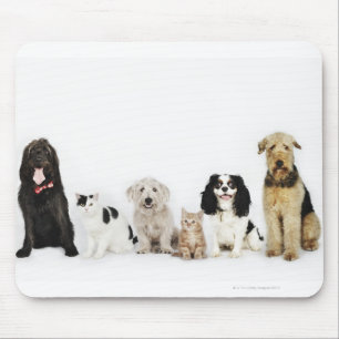 Mousepad Retrato dos gatos e dos cães que sentam-se junto