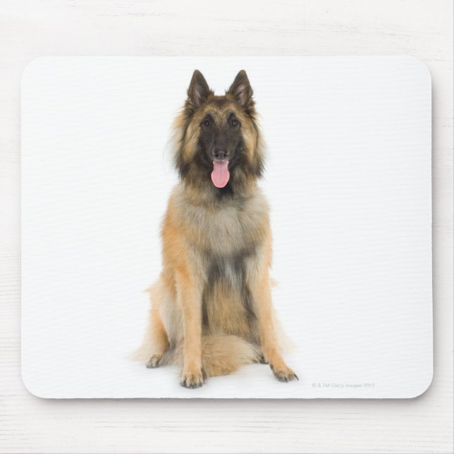 Mousepad Retrato Studio de um pastor belga (Frente)