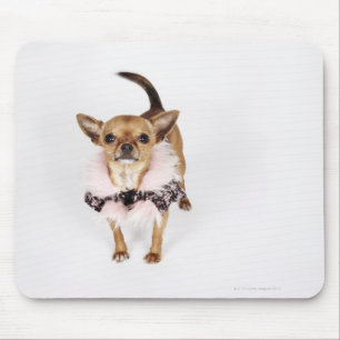 Mousepad Retrato subtil de uma chihuahua do Teacup