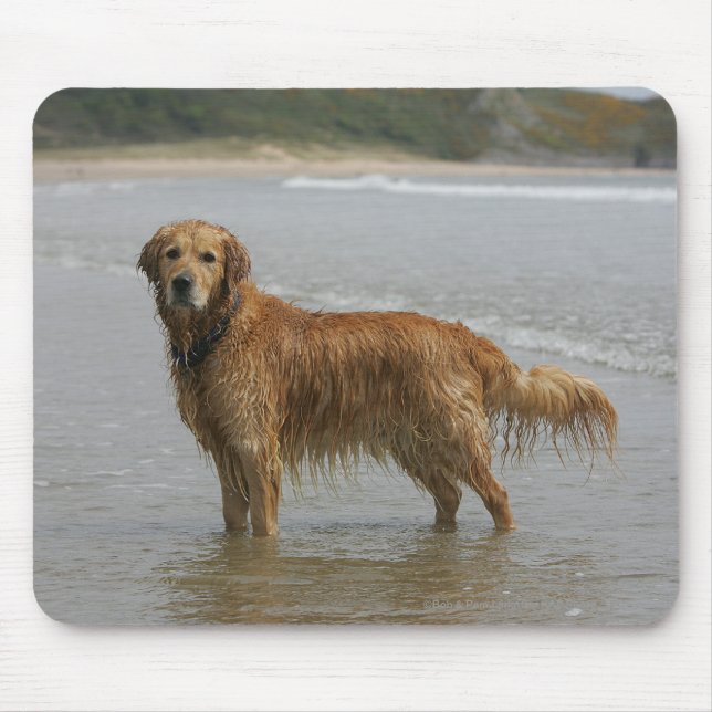 Mousepad Retreiver dourado no mar (Frente)