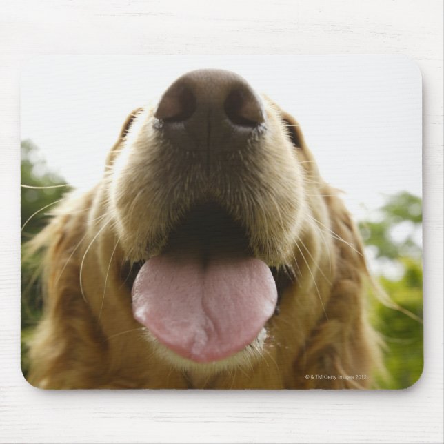 Mousepad Retriever de ouro 5 (Frente)