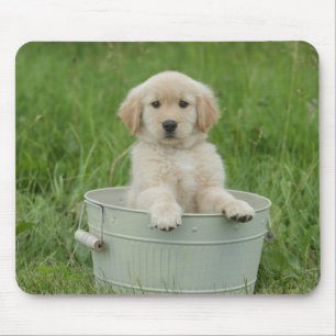 Mousepad Retriever De Ouros Em Lavagem