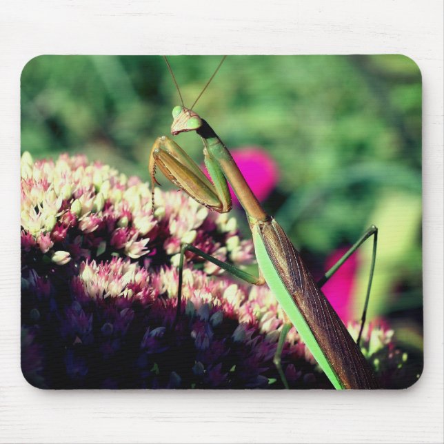 Mousepad Rezando Mantis Natureza (Frente)