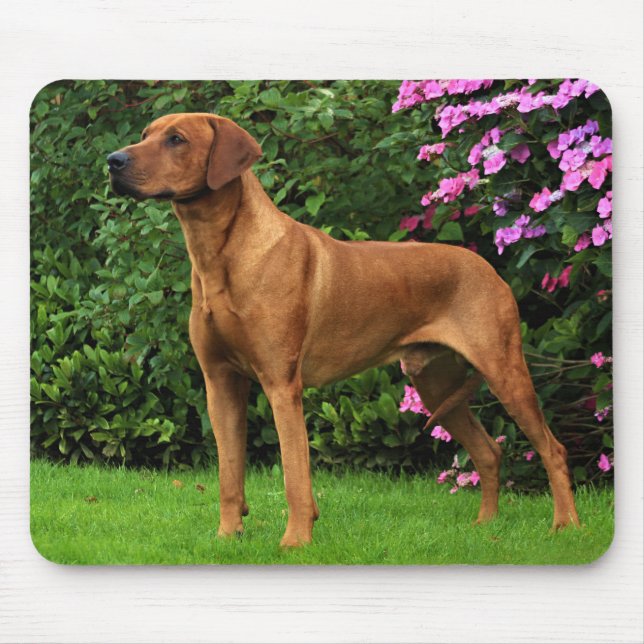 Mousepad Rhodesian Ridgeback Muismat (Frente)