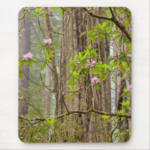 Mousepad Rhododendrons em Flor   Parque Estadual Redwoods, 