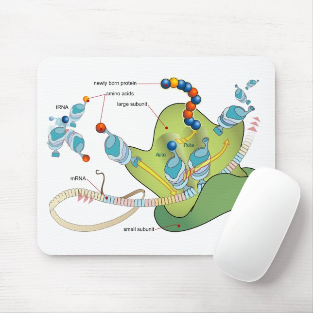 Mousepad Ribosome mRNA tRNA molecules proteins Diagram  (Com mouse)
