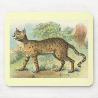 Mousepad Richard Lydekker - gato do deserto