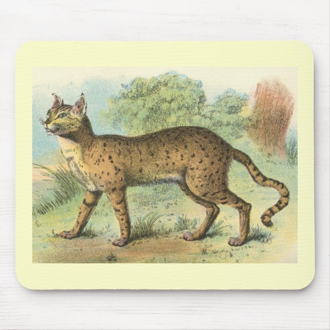 Mousepad Richard Lydekker - gato do deserto (Frente)