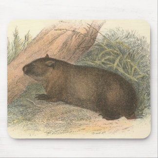 Mousepad Richard Lydekker - Wombat tasmaniano