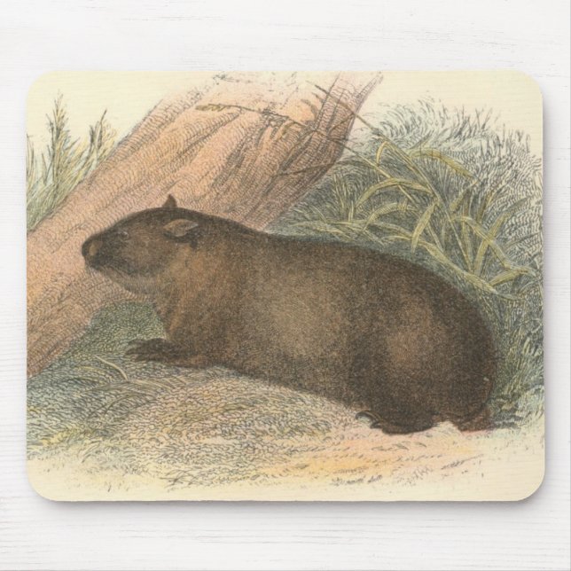 Mousepad Richard Lydekker - Wombat tasmaniano (Frente)