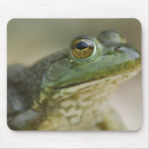 Mousepad Rio Nacional Bufallo, Noroeste do Arkansas