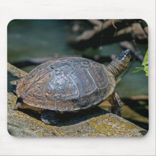 Mousepad Rio Turtle em Tortuguero - Costa Rica