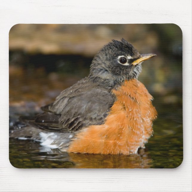 Mousepad Robin Americano Banho 2 (Frente)