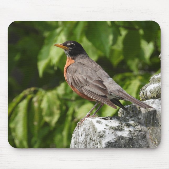 Mousepad Robin Perch americano numa pedra (Frente)
