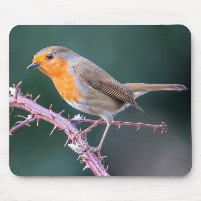 Mousepad Robin Perch em um Blackberry Branch (Frente)