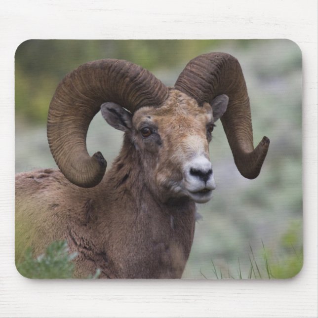 Mousepad Rocky Mountain Bighorn Sheam Ram (Frente)