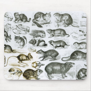 Mousepad Rodentia-Roedores ou animais de roedura
