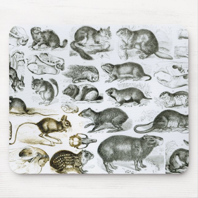 Mousepad Rodentia-Roedores ou animais de roedura (Frente)