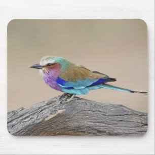 Mousepad Rolo do lilac-breasted (caudata do Coracias)