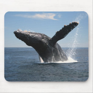 Mousepad Rompimento adulto da baleia de Humpback