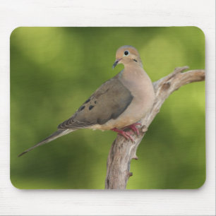 Mousepad Rórola, Zenaida macroura