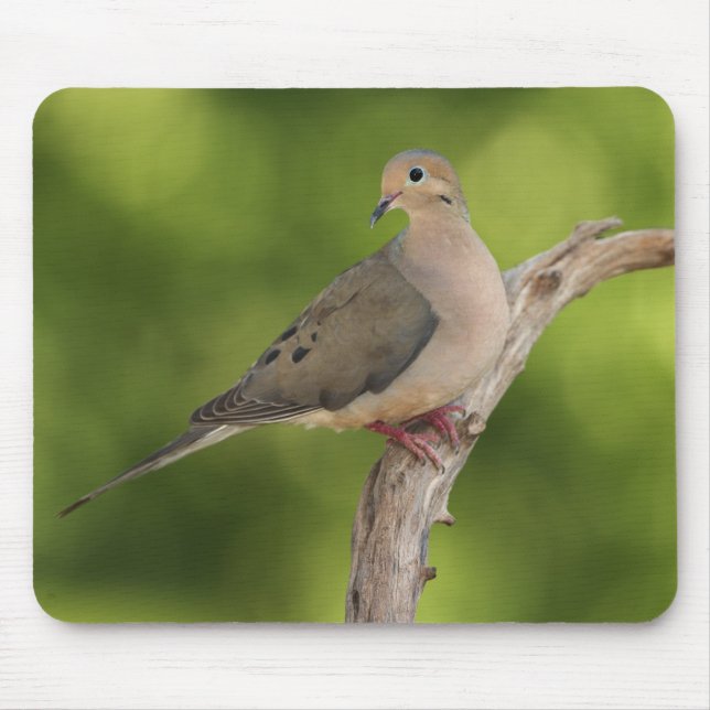Mousepad Rórola, Zenaida macroura (Frente)
